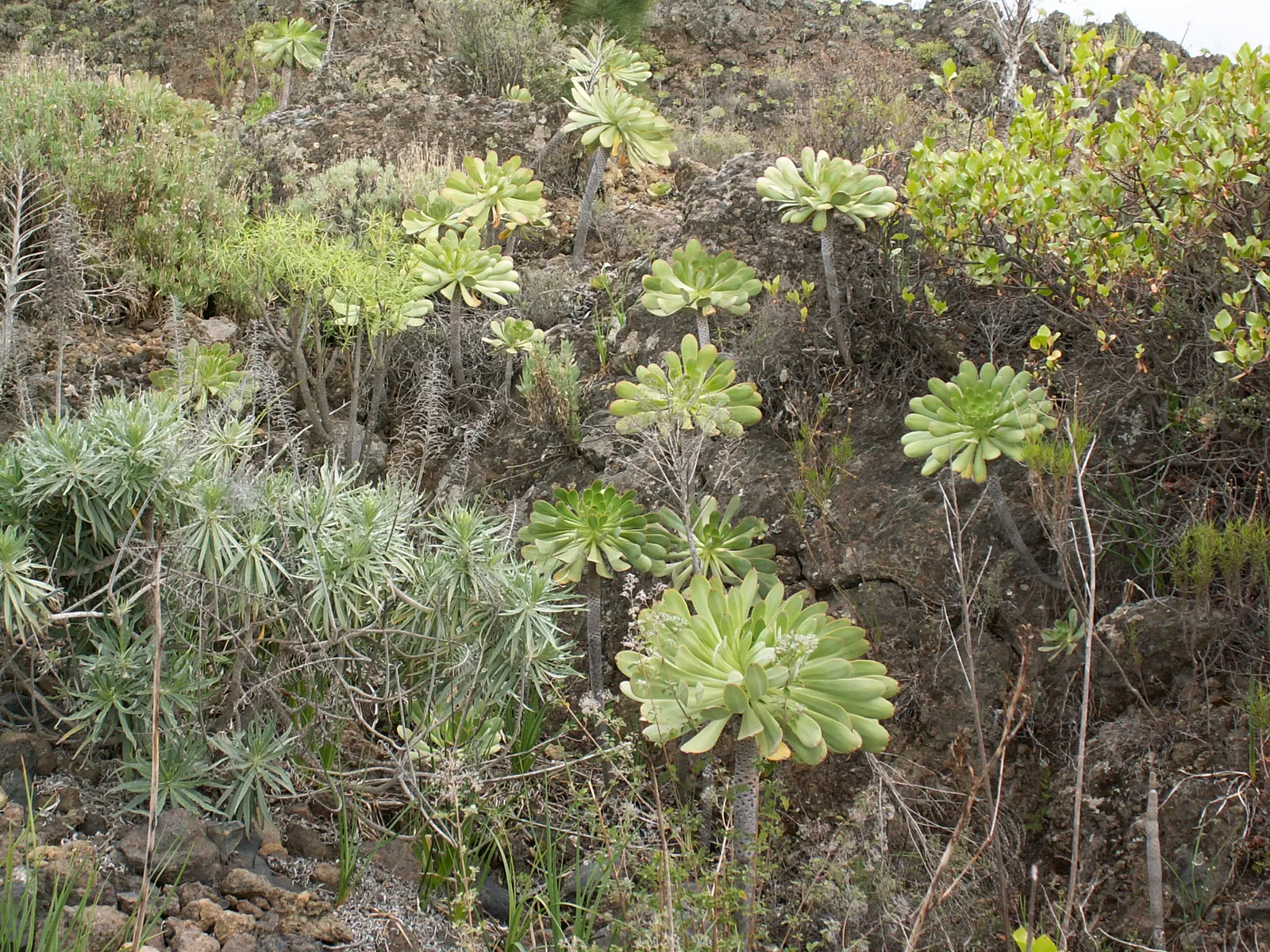 Parasol Aeonium (Aeonium Urbicum) — An advantage for the landscape client to note is its low maintenance nature