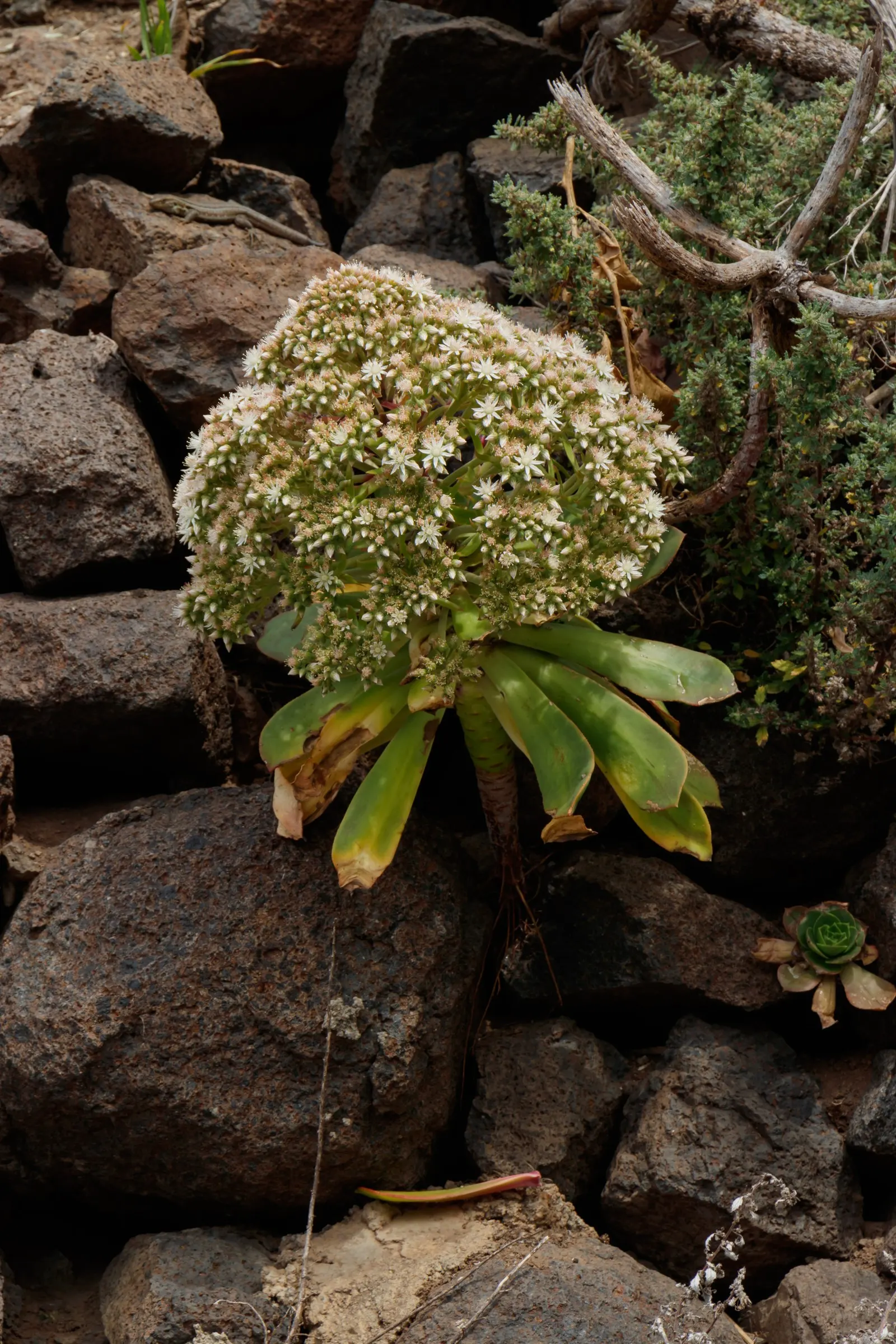 Parasol Aeonium (Aeonium Urbicum) — With minimal water needs, it's perfect for xeriscaping; it can also be potted in containers for added versatility in