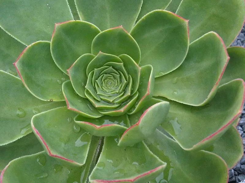 Parasol Aeonium (Aeonium Urbicum) — This plant prefers a full sun to part shade exposure