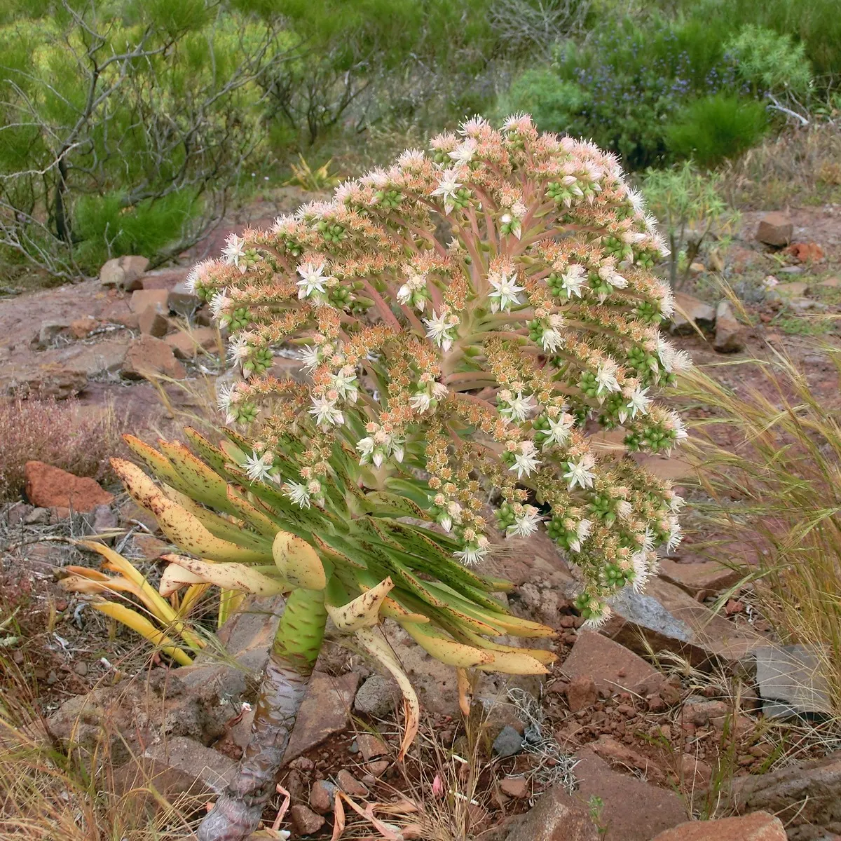 Parasol Aeonium (Aeonium Urbicum) — rounded rosettes up to 18 inches across; with minimal water needs, it's perfect for xeriscaping