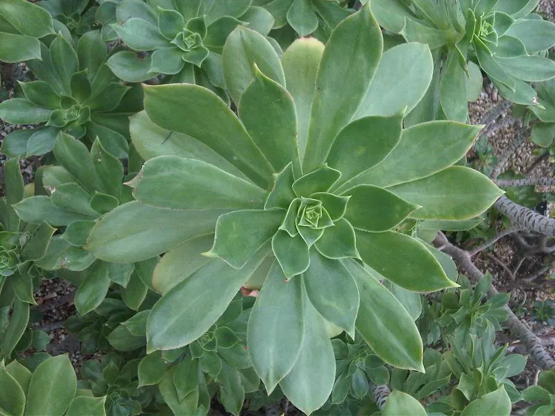 Parasol Aeonium (Aeonium Urbicum) — Aeonium urbicum is well-suited to Mediterranean climates and thrives in USDA hardiness zones 9 to 11