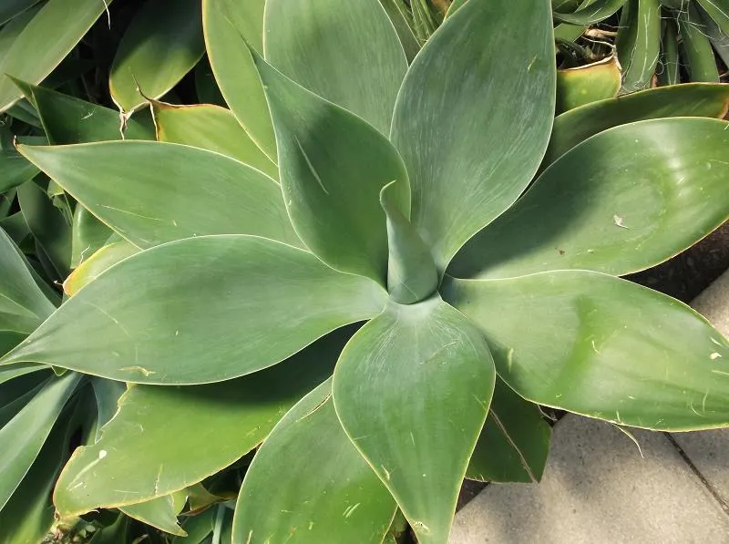 Parasol Aeonium (Aeonium Urbicum) — Blooms emerge in spring, with yellow flowers attracting pollinators