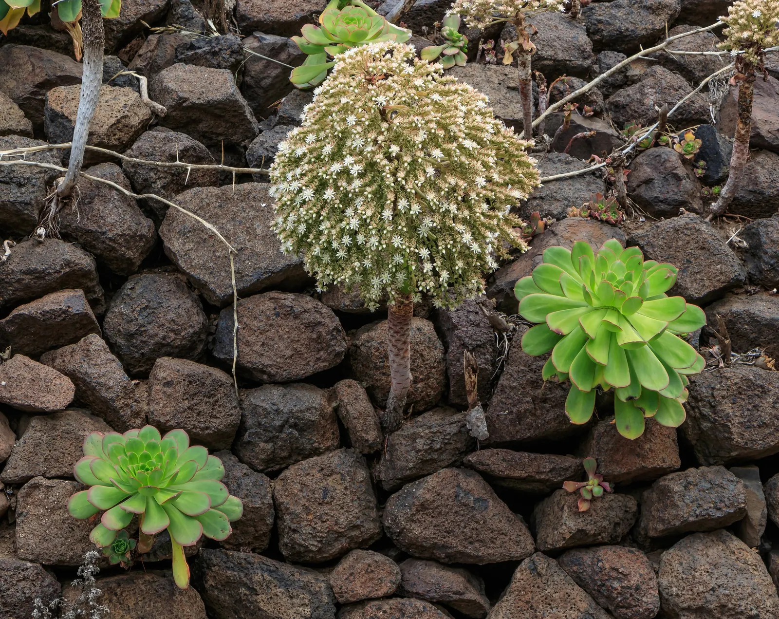 Parasol Aeonium (Aeonium Urbicum) — scientifically termed Aeonium urbicum; an advantage for the landscape client to note is its low maintenance nature