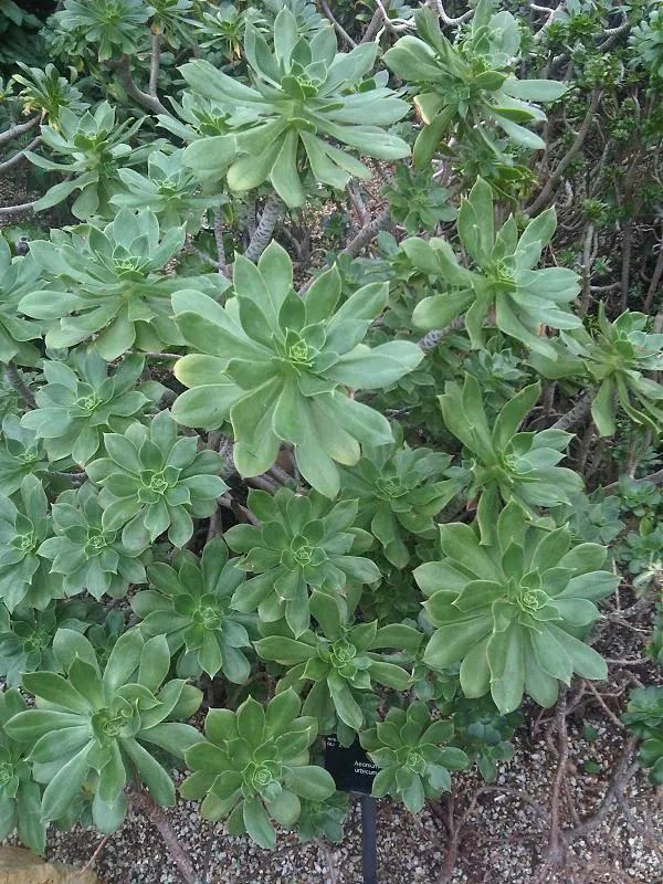 Parasol Aeonium (Aeonium Urbicum) — one must consider its potential height