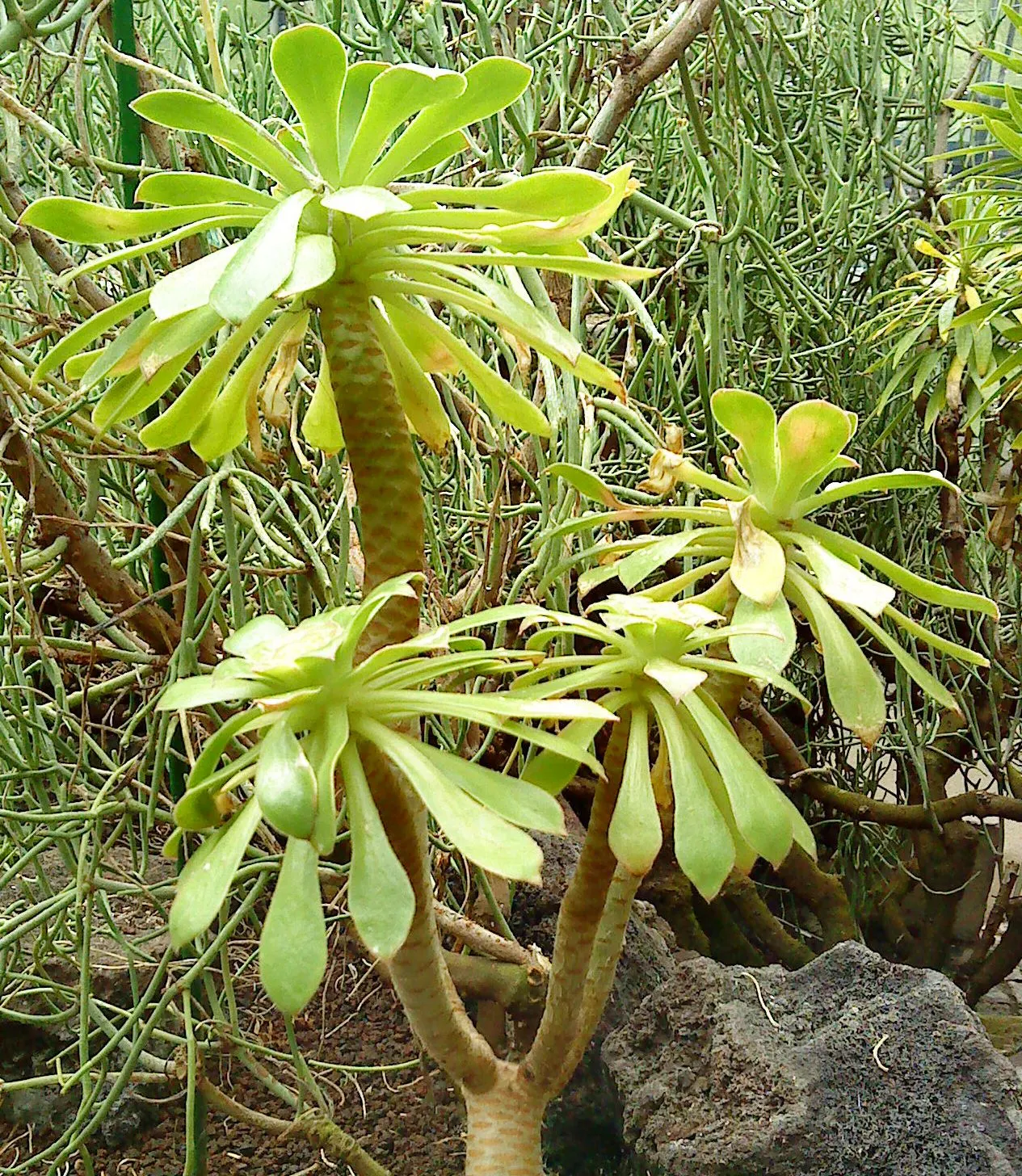 Parasol Aeonium (Aeonium Urbicum) — succulent for full or half