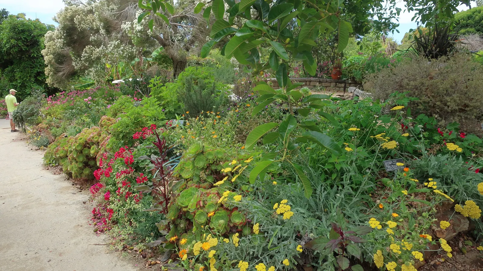 Parasol Aeonium (Aeonium Urbicum) — is a succulent plant that brings a bold and sculptural presence to any landscape design; resembling green parasols