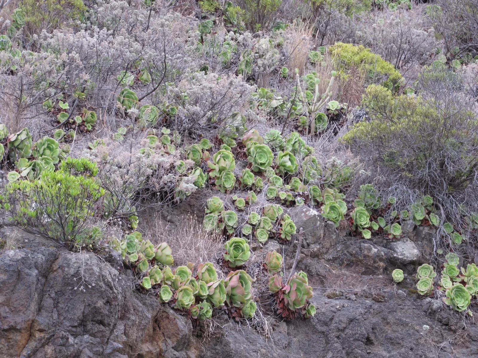 Parasol Aeonium (Aeonium Urbicum) — succulent with yellow blooms