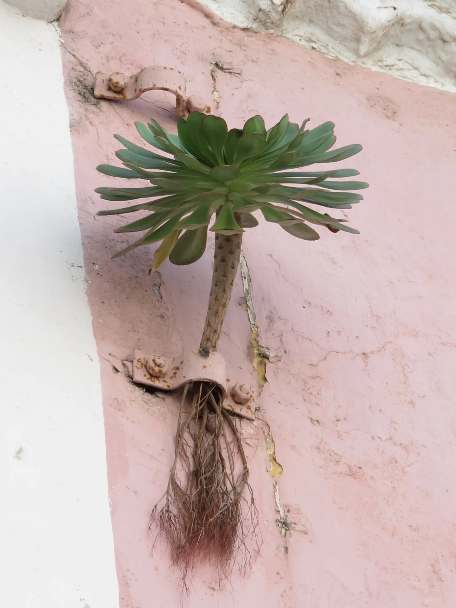 Parasol Aeonium (Aeonium Urbicum) — which can soar to a striking 3 to 4 feet when in bloom.<br><br>Native to the Canary Islands