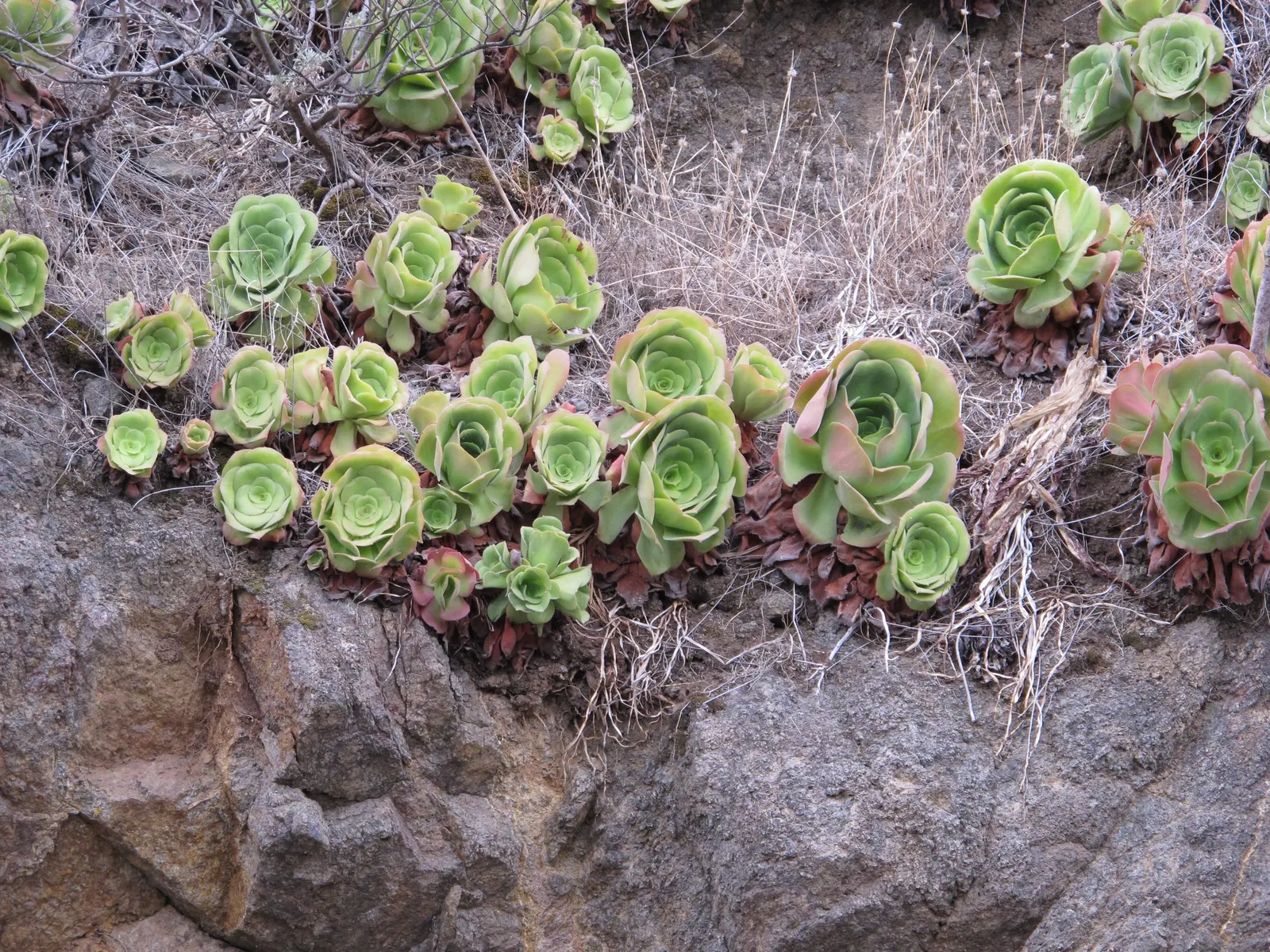 Parasol Aeonium (Aeonium Urbicum) — yellow flowers in the garden