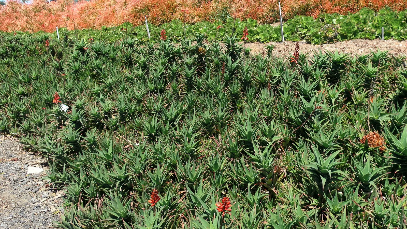Parasol Aeonium (Aeonium Urbicum) — When designing a garden space with the Parasol Aeonium; rounded rosettes up to 18 inches across