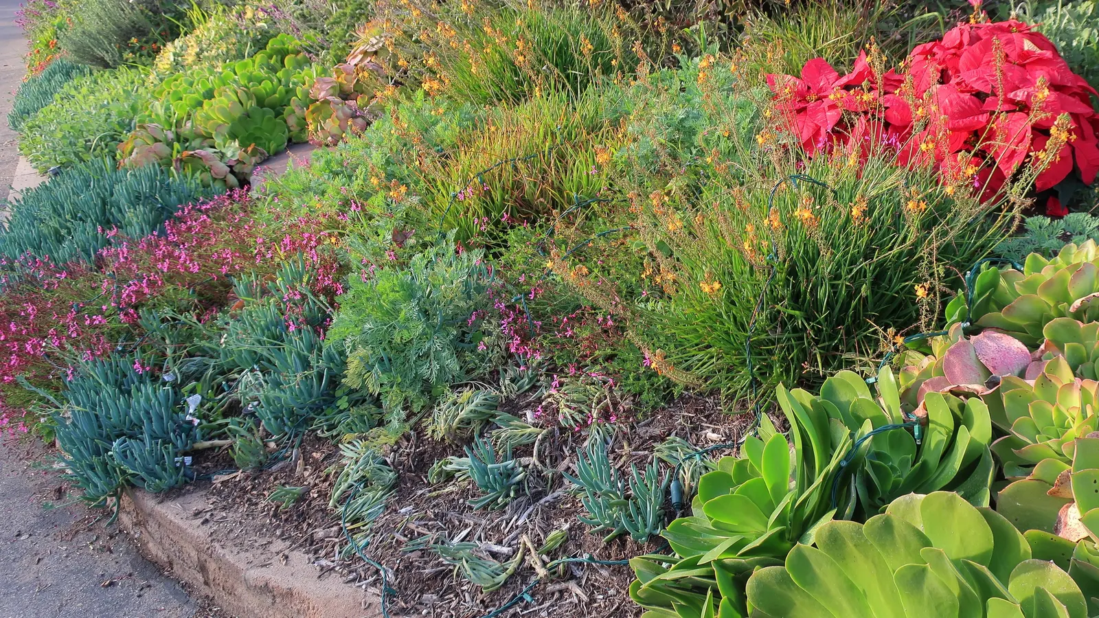 Parasol Aeonium (Aeonium Urbicum) — It can also be potted in containers for added versatility in placement and elevation