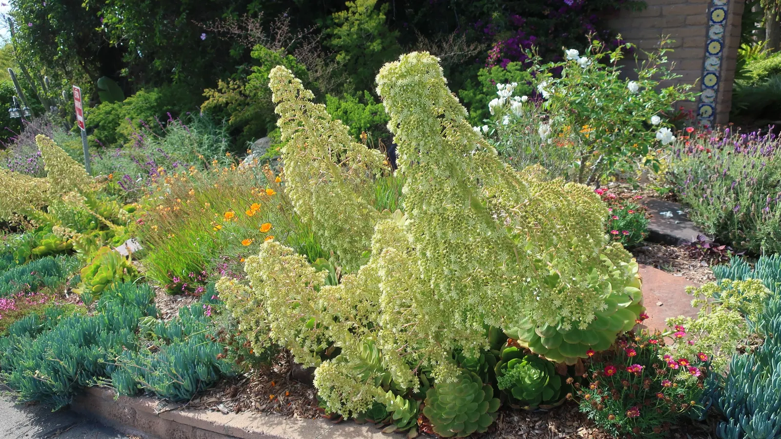 Parasol Aeonium (Aeonium Urbicum) — This succulent thrives in USDA zones 9-11 and prefers partial shade