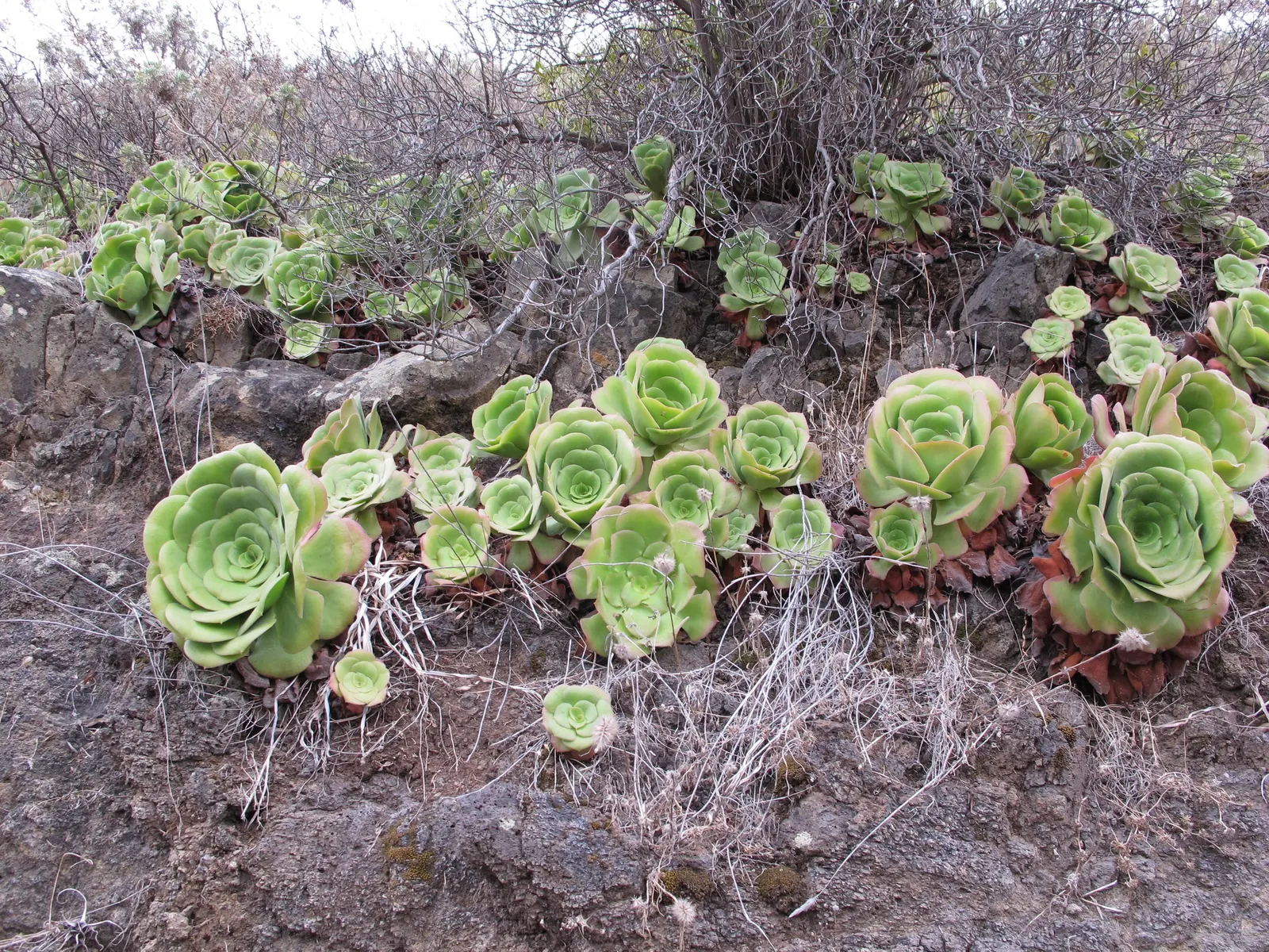 Parasol Aeonium (Aeonium Urbicum) — with mature rosettes routinely achieving a diameter of up to 18 inches; which add a delicate contrast to its lush