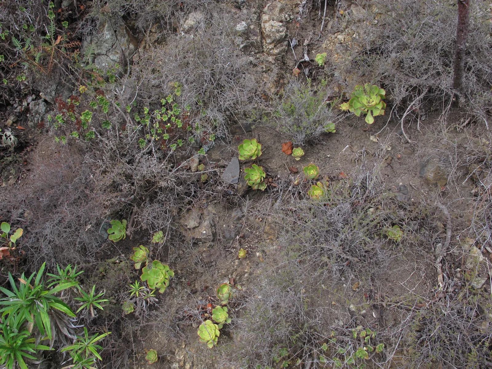 Parasol Aeonium (Aeonium Urbicum) — requiring a good soak only when the soil is completely dry to the touch.<br><br>In late spring to early summer