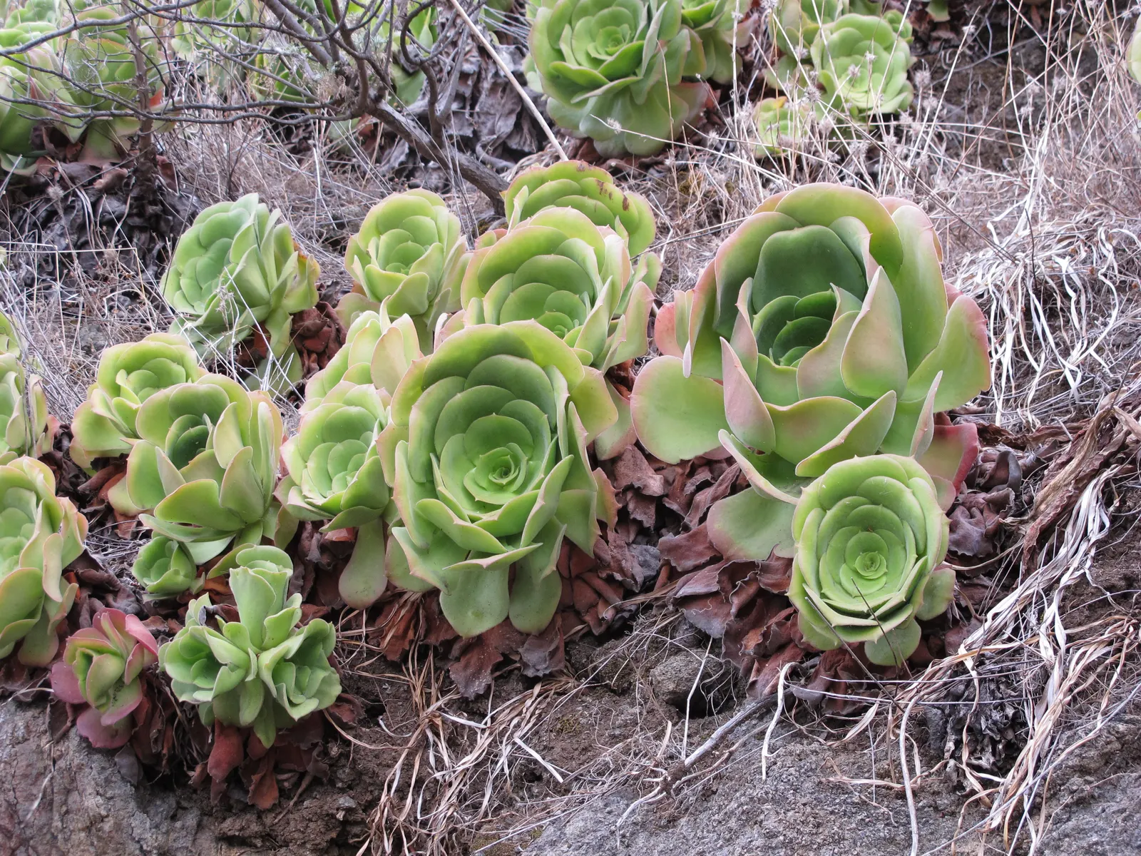 Parasol Aeonium (Aeonium Urbicum) — which add a delicate contrast to its lush