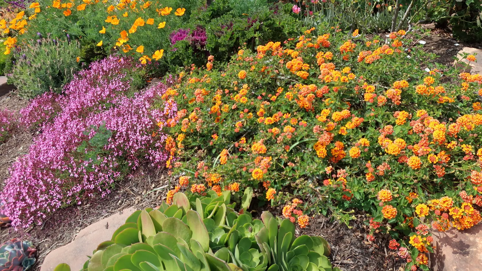 Parasol Aeonium (Aeonium Urbicum) — This plant is a robust rosette-former; is a succulent plant that brings a bold and sculptural presence to any landscape