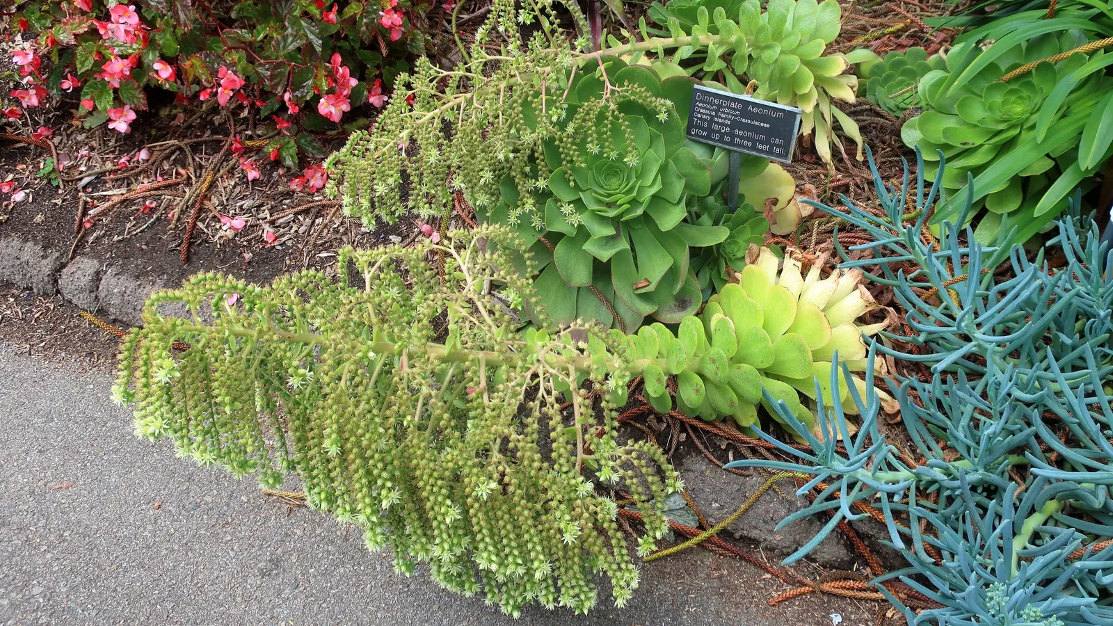 Parasol Aeonium (Aeonium Urbicum) — enriching the textural and visual diversity of the garden space