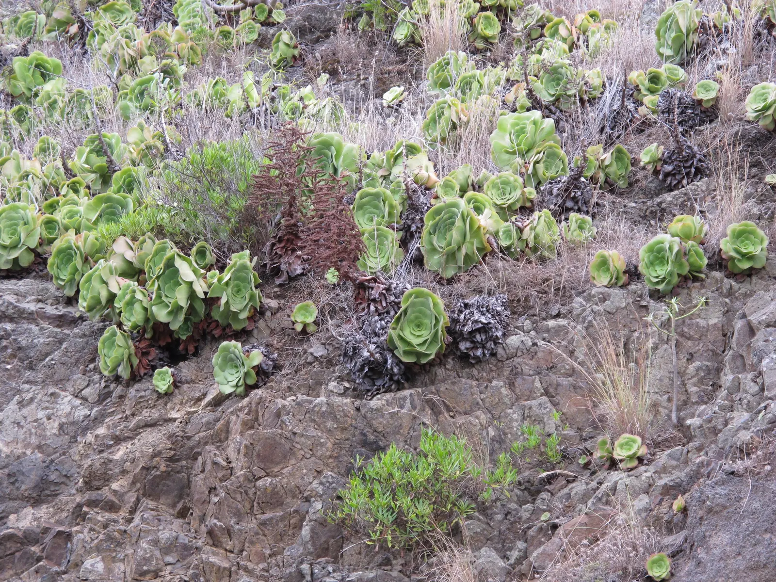 Parasol Aeonium (Aeonium Urbicum) — demanding a well-drained soil medium to avoid root rot which is common among succulents when overwatered