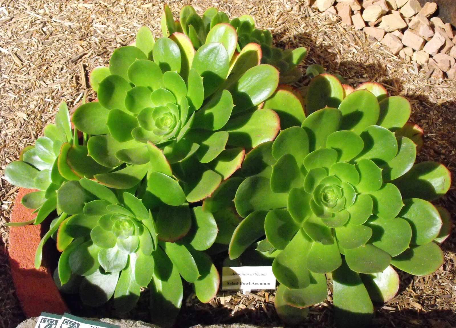 Parasol Aeonium (Aeonium Urbicum) — This plant is a robust rosette-former
