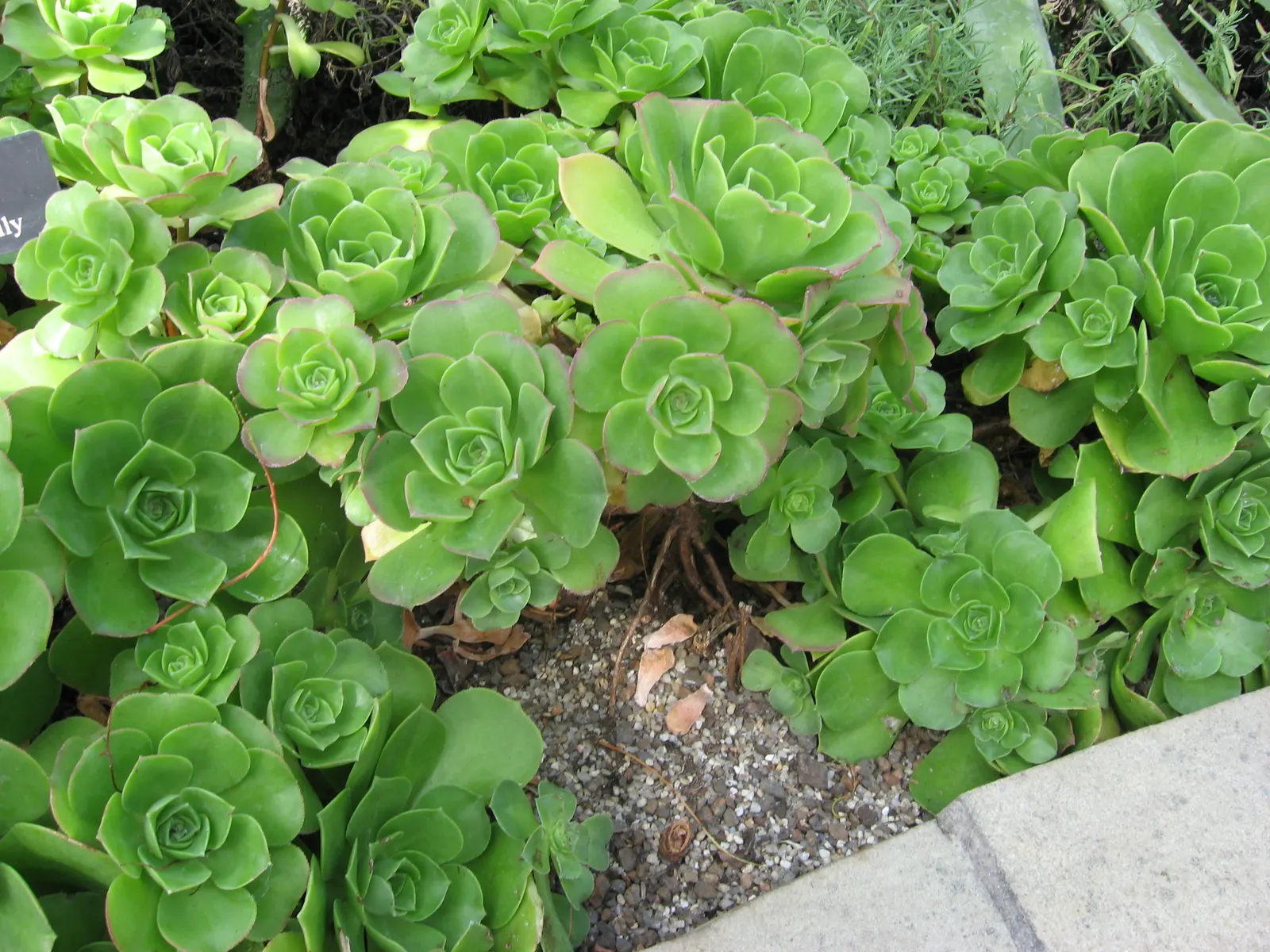 Parasol Aeonium (Aeonium Urbicum) — scientifically termed Aeonium urbicum
