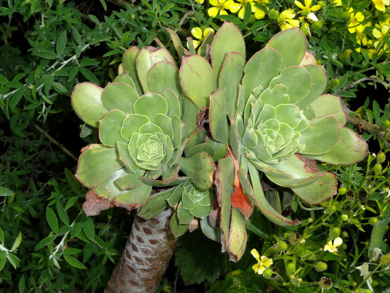 Parasol Aeonium (Aeonium Urbicum) — Its stems can reach 2-3 feet tall, adding vertical interest