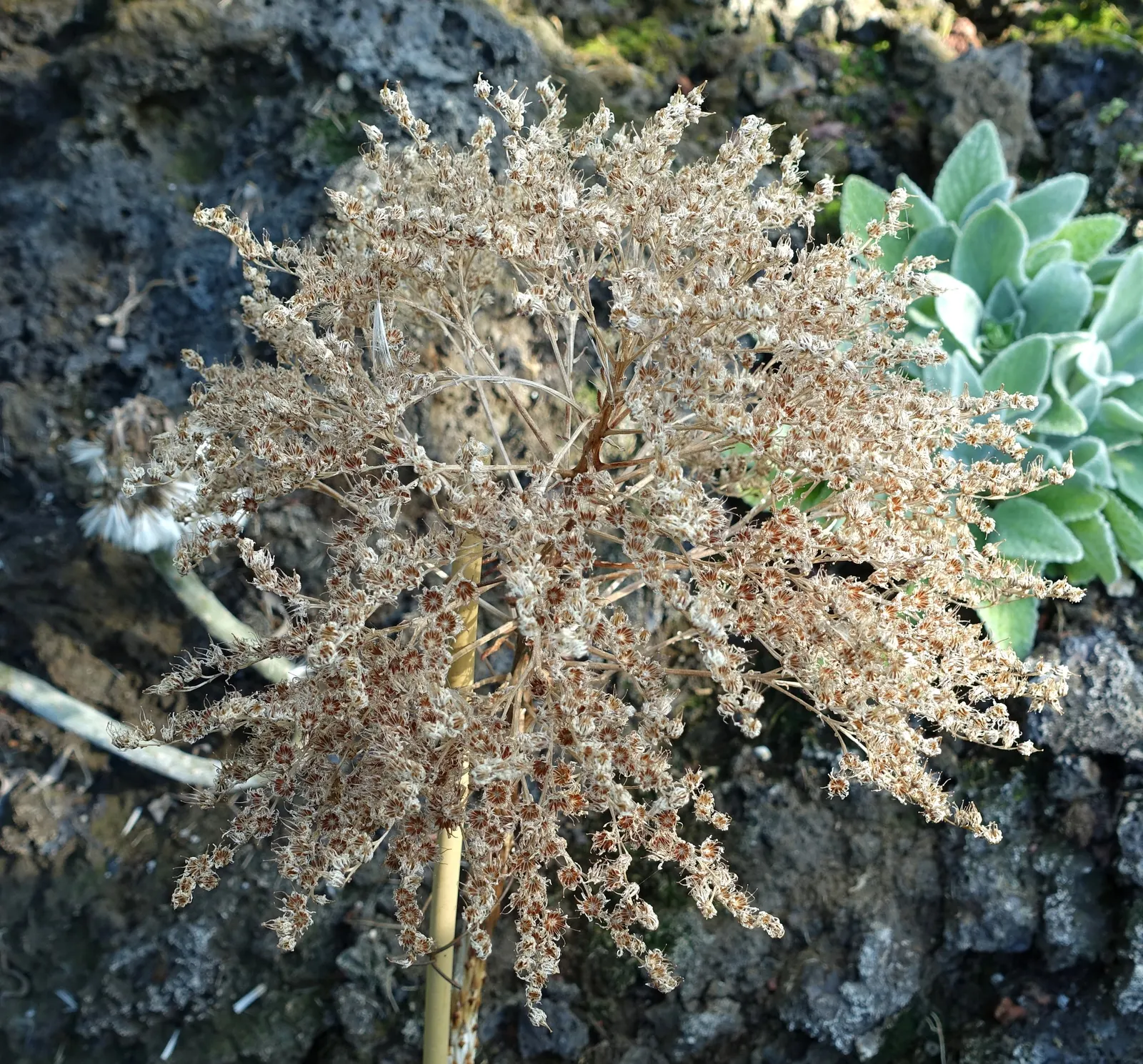 Parasol Aeonium (Aeonium Urbicum) — rounded rosettes up to 18 inches across