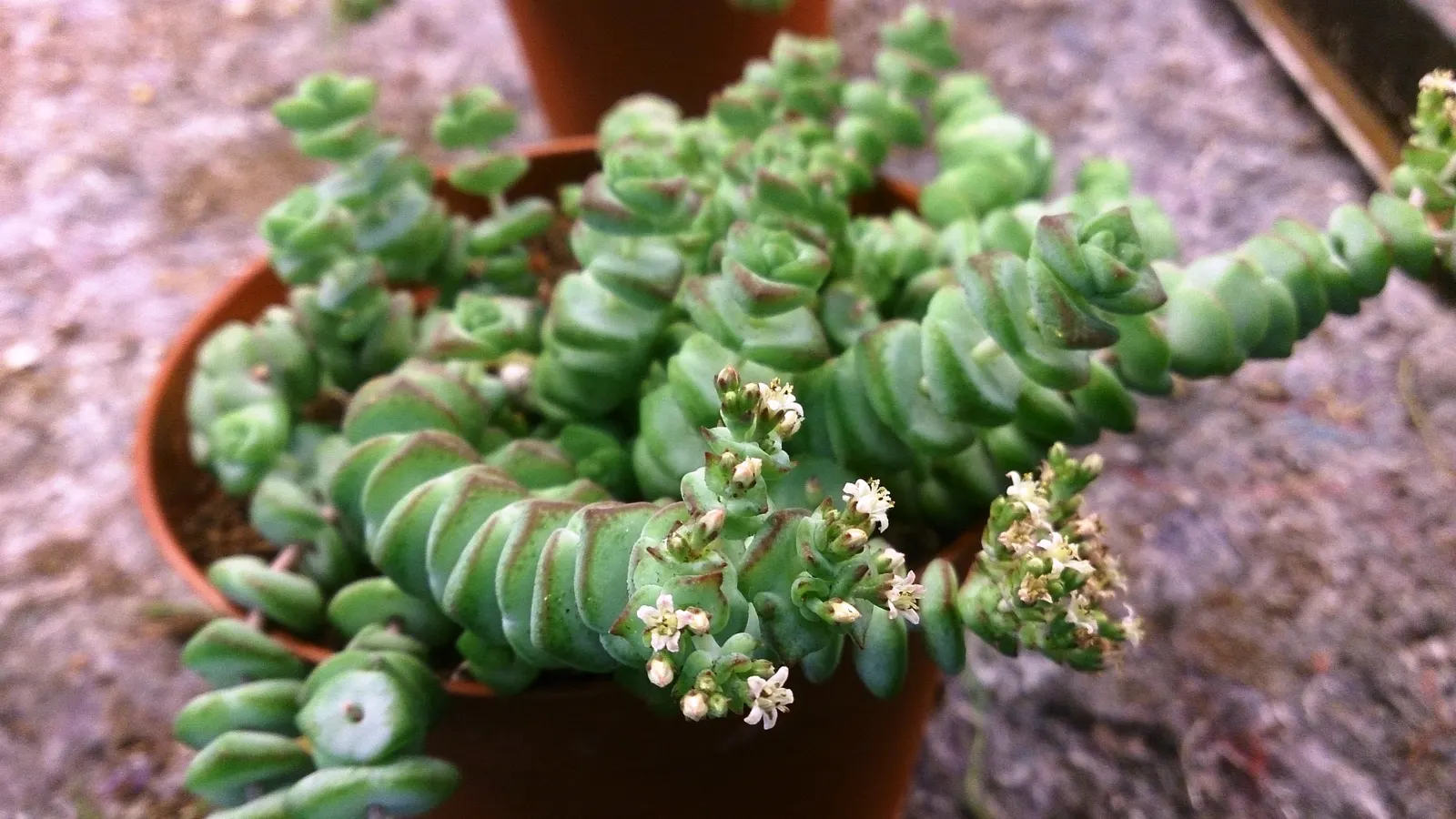 Jade Necklace (Crassula Perforata) — The Jade Necklace, Crassula rupestris subsp
