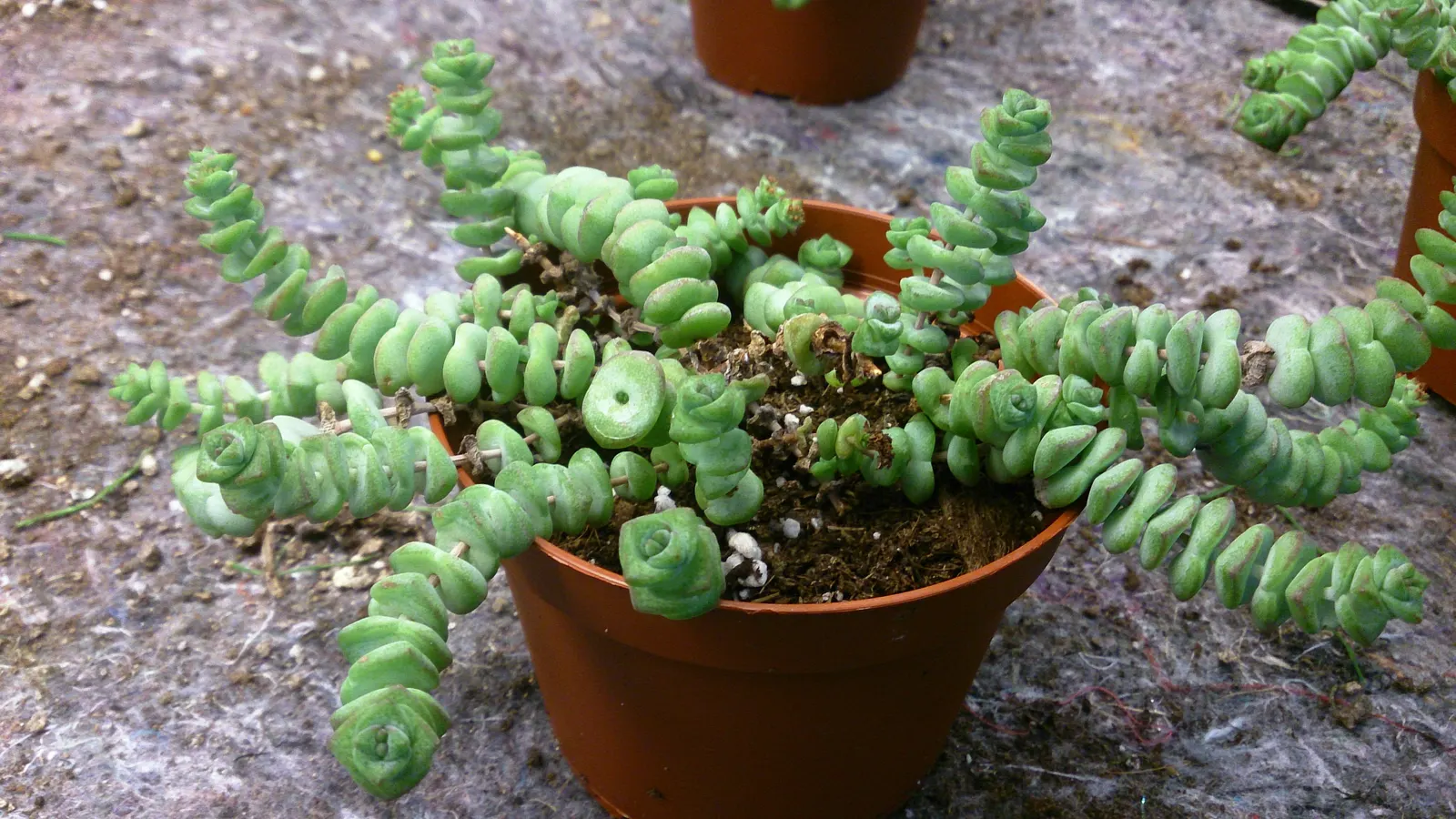Jade Necklace (Crassula Perforata) — is a distinctive succulent with fleshy