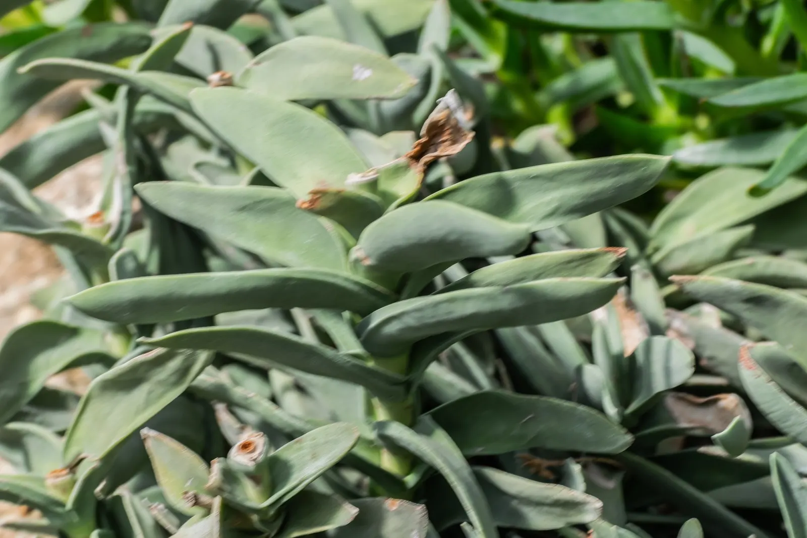Jade Necklace (Crassula Perforata) — round leaves spiraling around slender stems