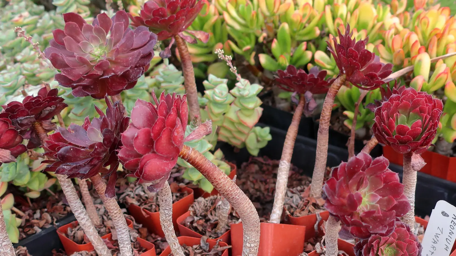 Jade Necklace (Crassula Perforata) — shrub / succulent for full or half