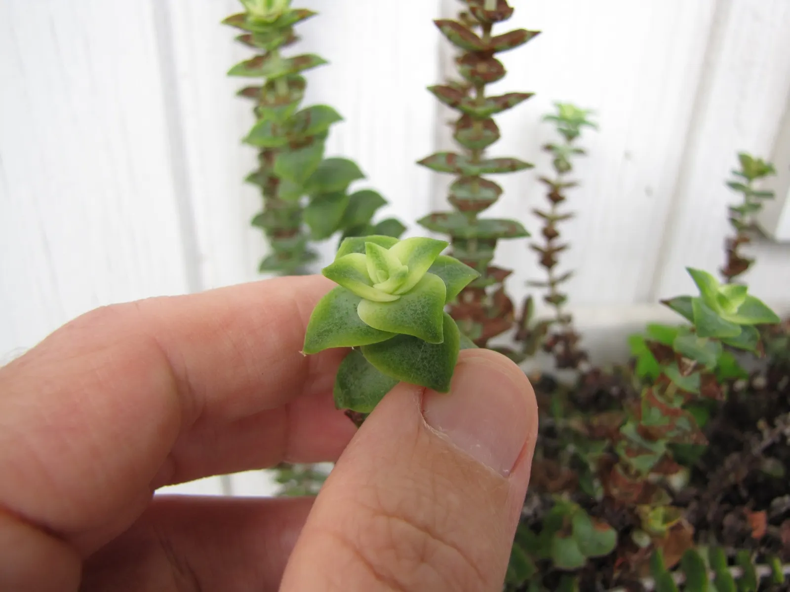 Jade Necklace (Crassula Perforata) — The Jade Necklace, Crassula rupestris subsp; resembling a beaded necklace