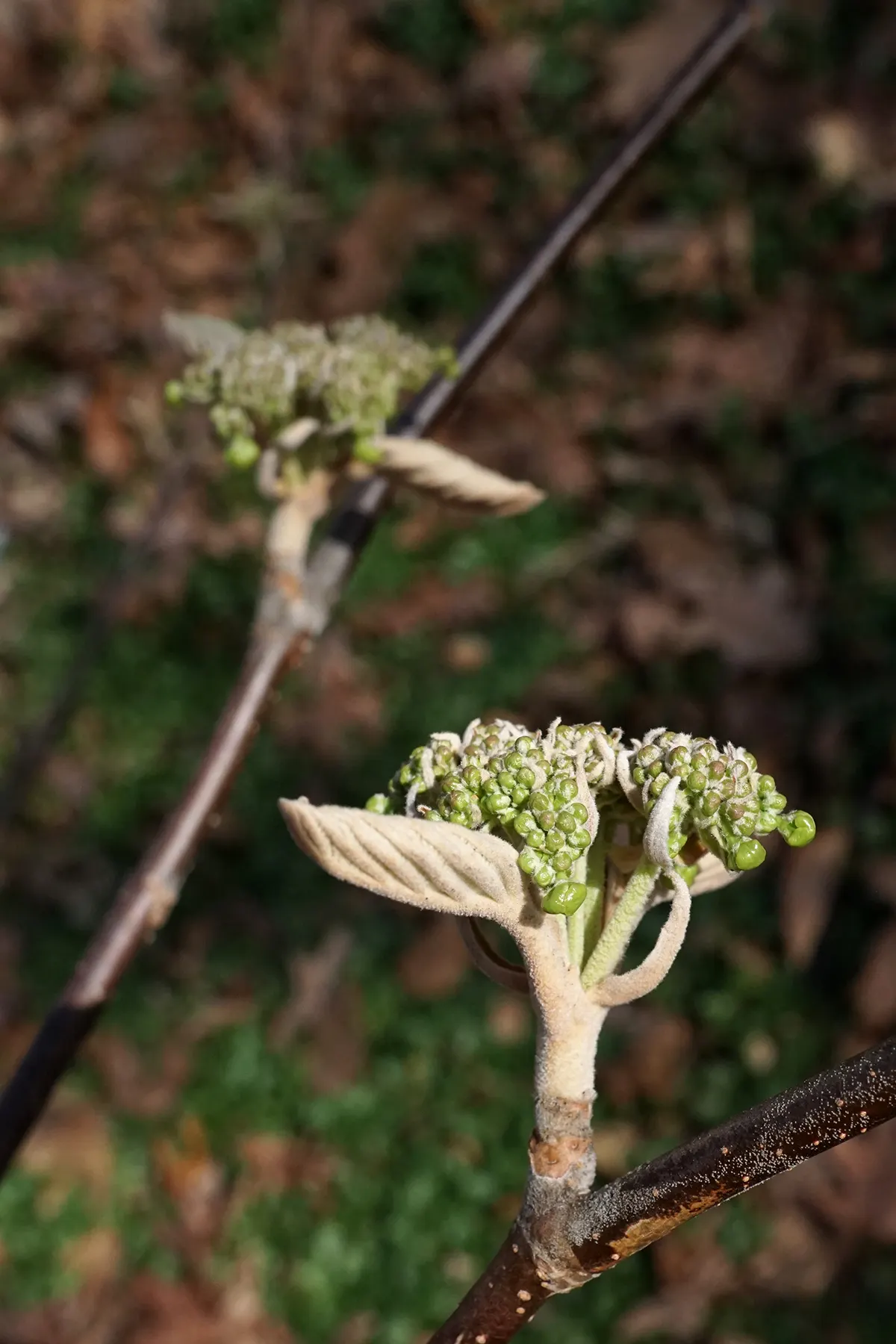 Mooseberry (Viburnum Edule) — is a resilient deciduous shrub that can provide an attractive and functional addition to any landscape design; scientifically