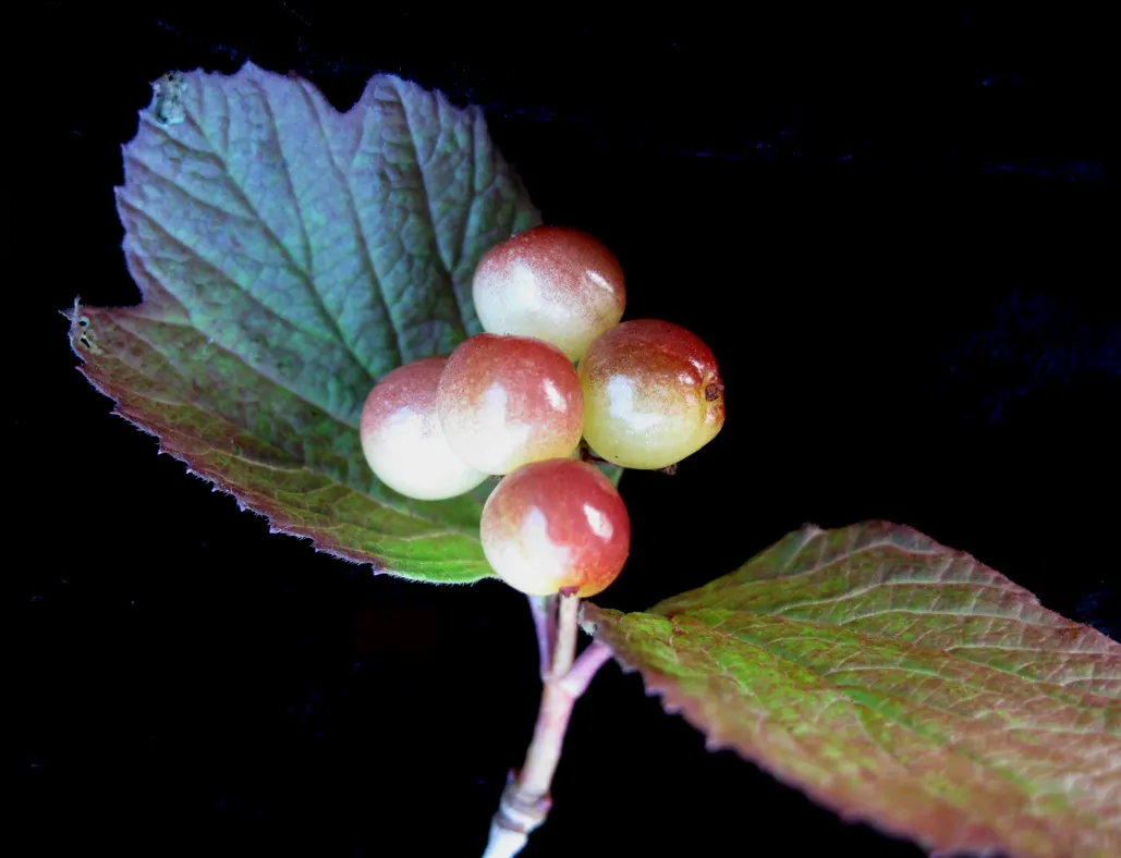 Mooseberry (Viburnum Edule) — consider positioning the Mooseberry in full sun to part shade to optimize its growth and fruit production; is a resilient