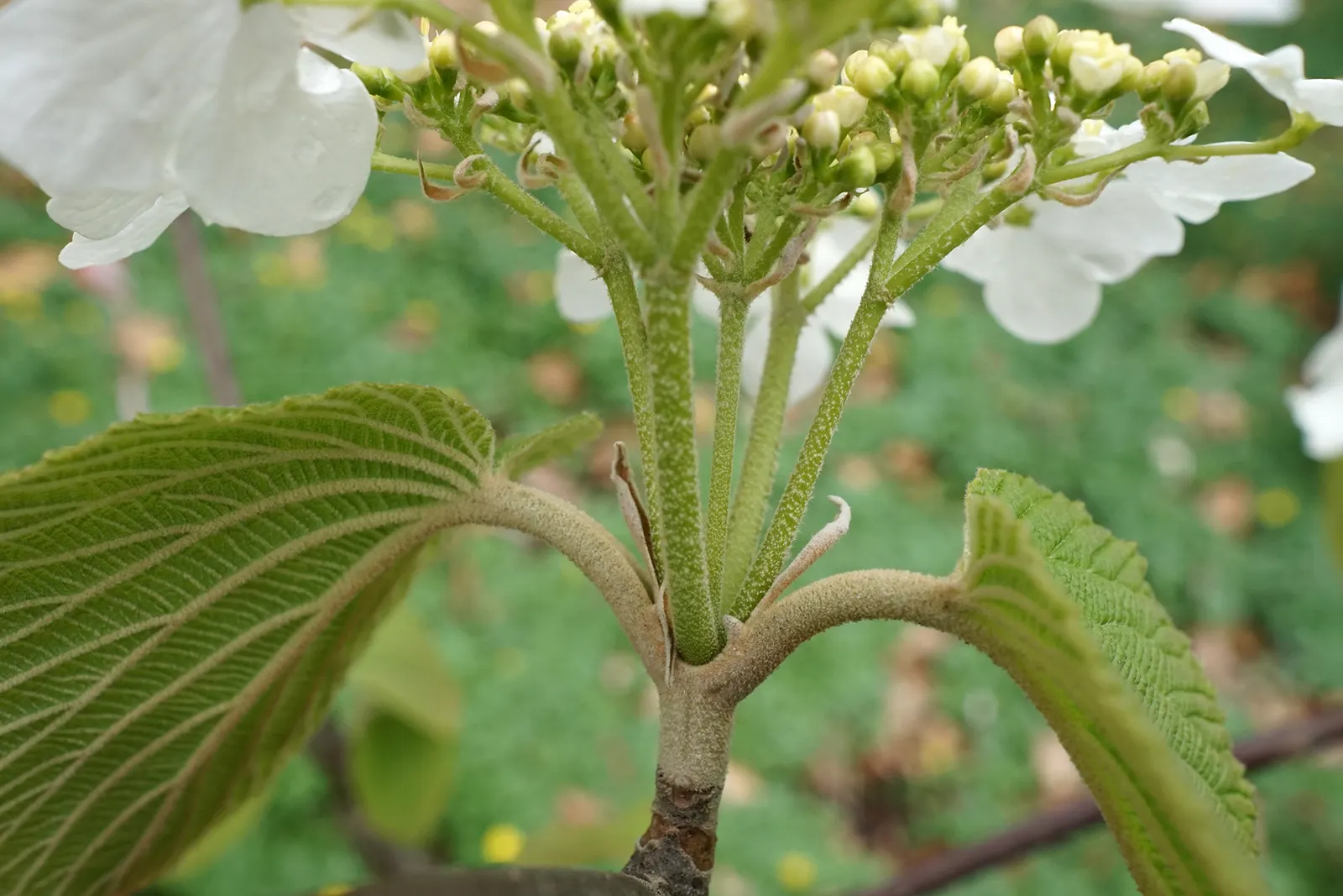 Mooseberry (Viburnum Edule) — which transitions from a rich green in the summertime to a striking reddish-purple come fall