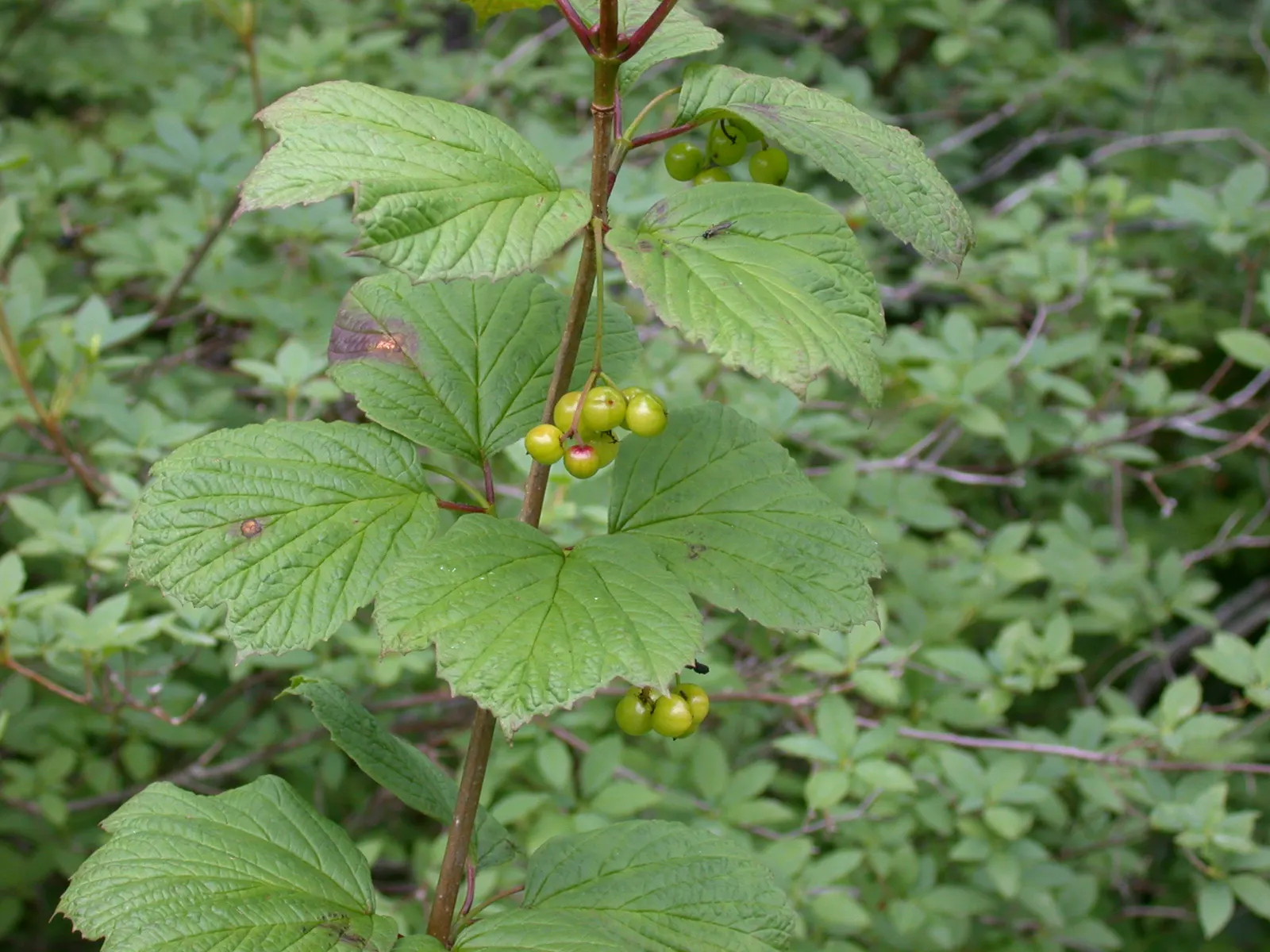 Mooseberry (Viburnum Edule) — Its small white flowers bloom in late spring