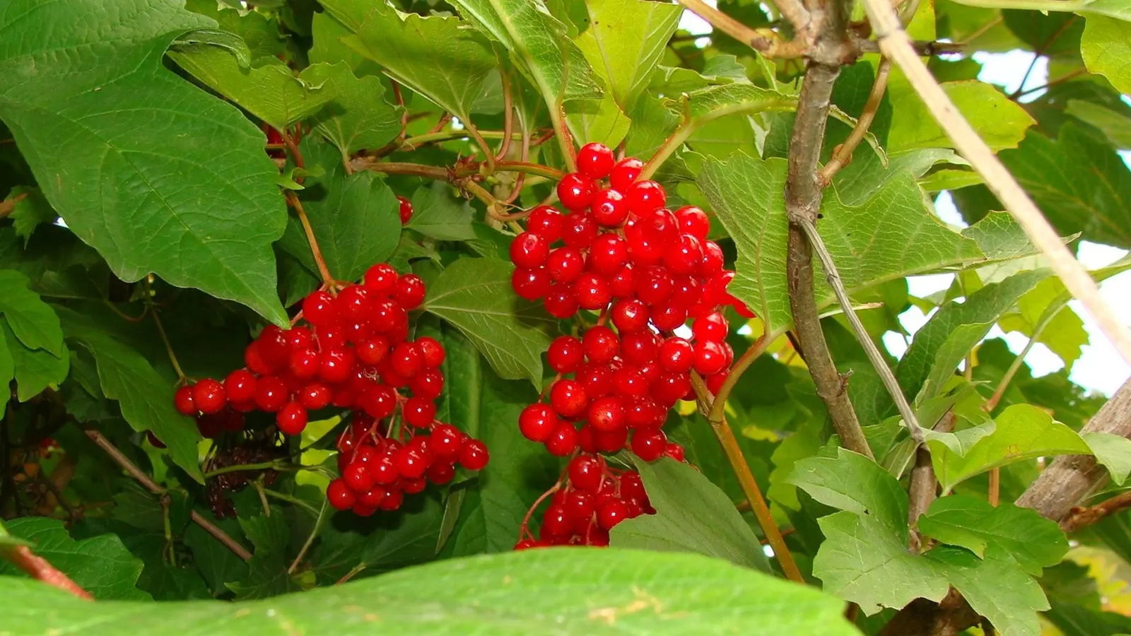 Mooseberry (Viburnum Edule) — shrub for half or shade; or as a foundational element in a wildlife garden