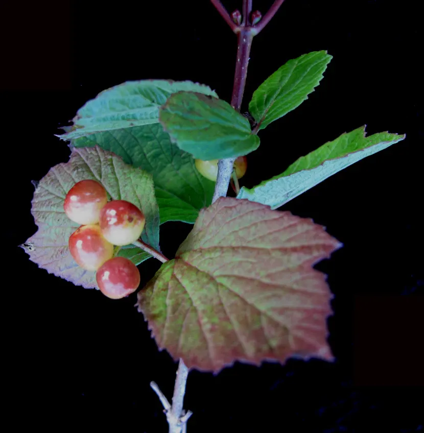 Mooseberry (Viburnum Edule) — the plant produces clusters of small white flowers that are a feast for pollinators; indicating its ability to withstand a wide