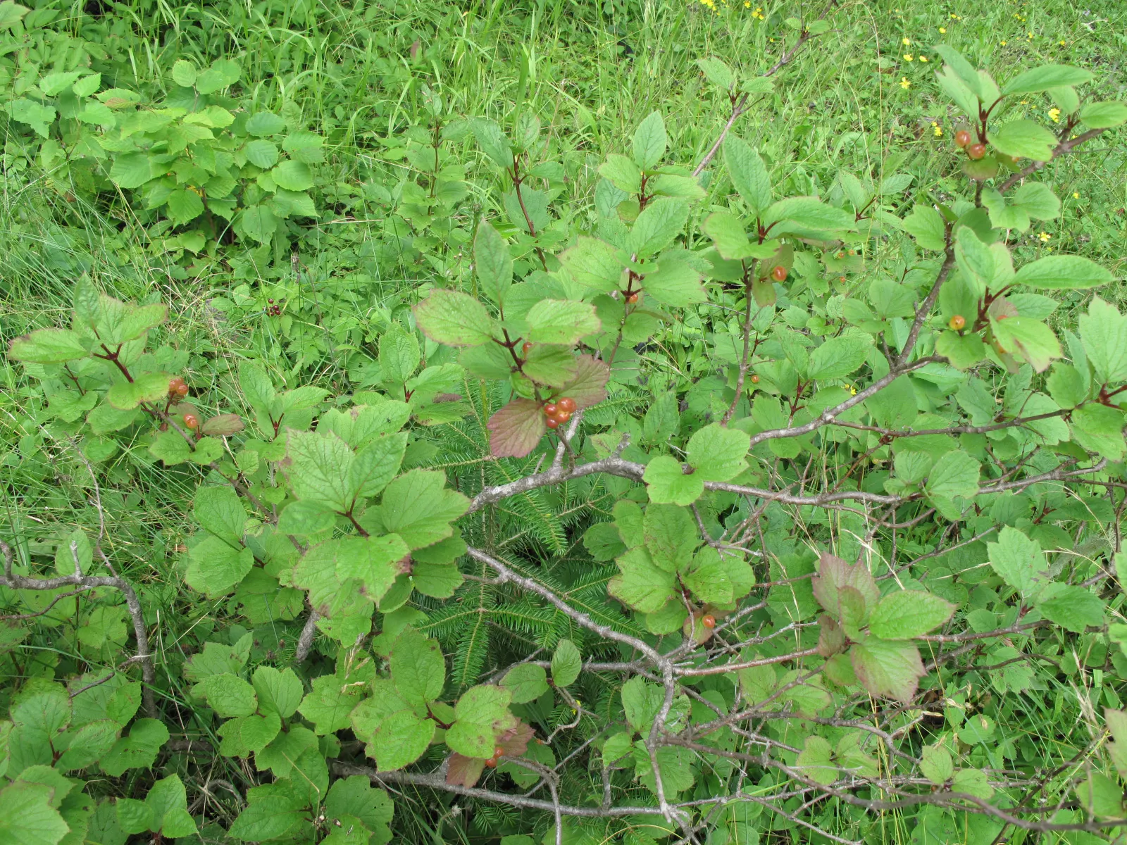 Mooseberry (Viburnum Edule) — Its adaptability extends to soil preferences