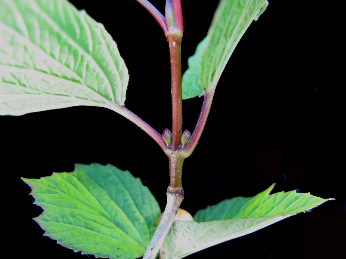 Mooseberry (Viburnum Edule) — It flourishes in partial to full sunlight and prefers moist, well-drained soils; from the cold winters up to -50 degrees
