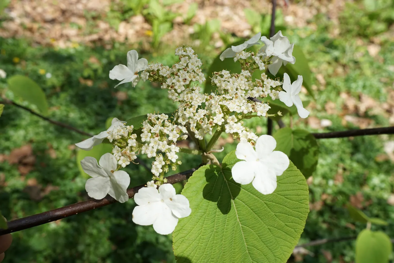 Mooseberry (Viburnum Edule) — is a resilient deciduous shrub that can provide an attractive and functional addition to any landscape design