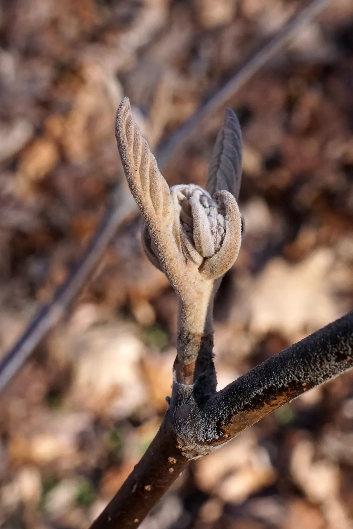 Mooseberry (Viburnum Edule) — The Mooseberry, or Viburnum edule, is a versatile shrub, thriving in USDA zones 2-6; featuring deciduous foliage and producing