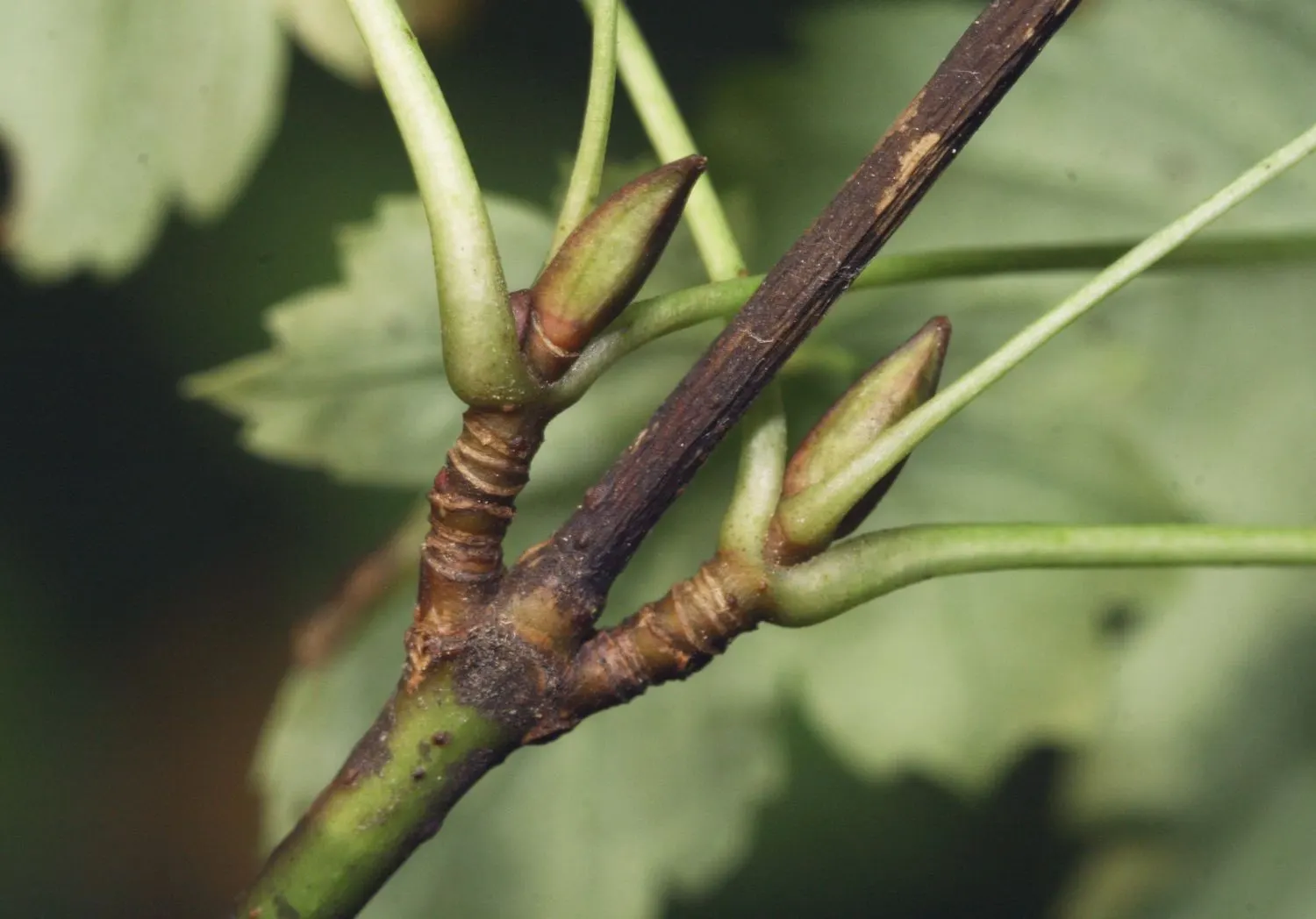 Mooseberry (Viburnum Edule) — often used in traditional jams and jellies.<br><br>While planning your garden design; the Mooseberry, or Viburnum edule, is a