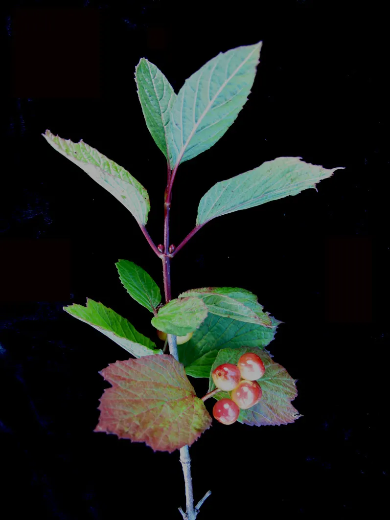 Mooseberry (Viburnum Edule) — indicating its ability to withstand a wide range of temperatures; white flowers in the garden