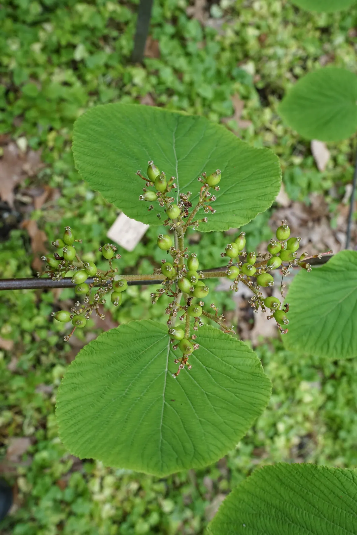 Mooseberry (Viburnum Edule) — featuring deciduous foliage and producing edible red berries; it flourishes in partial to full sunlight and prefers moist