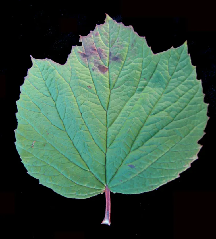 Mooseberry (Viburnum Edule) — The Mooseberry, or Viburnum edule, is a versatile shrub, thriving in USDA zones 2-6; featuring deciduous foliage and, image 47