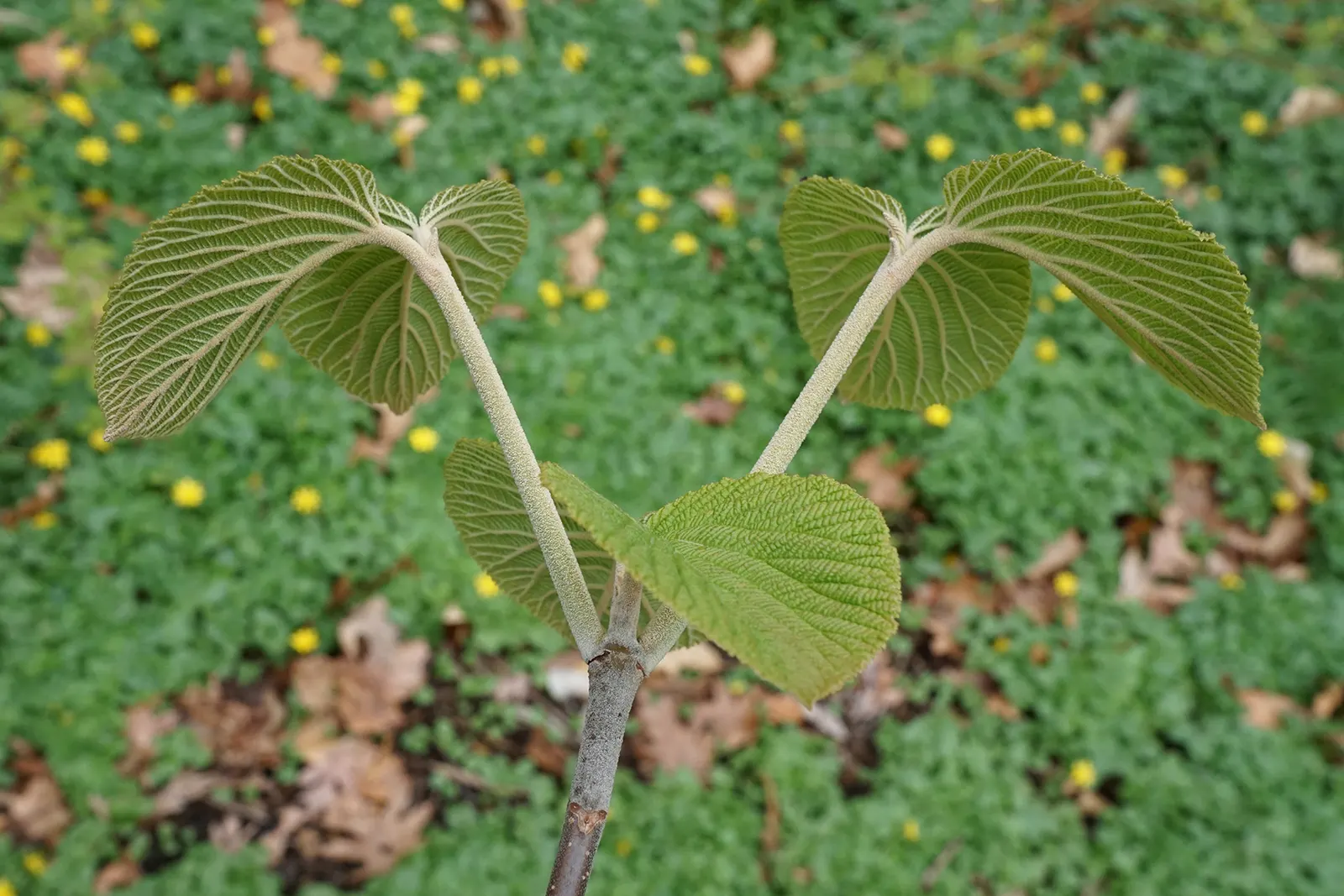 Mooseberry (Viburnum Edule) — from the cold winters up to -50 degrees Fahrenheit to the moderate summers of these zones
