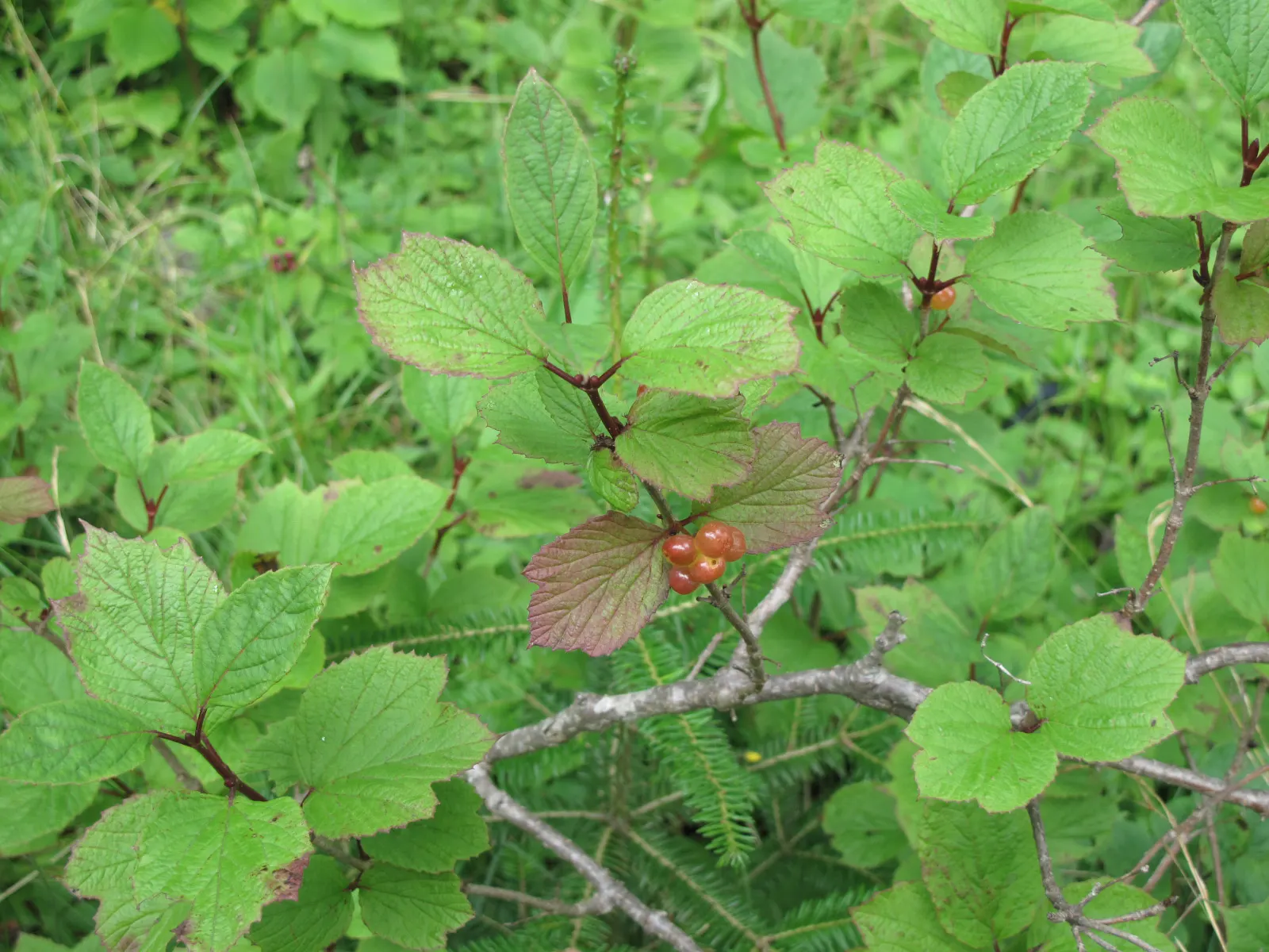 Mooseberry (Viburnum Edule) — attracting pollinators and providing visual interest in residential or naturalistic landscapes; subsequently giving way to edible