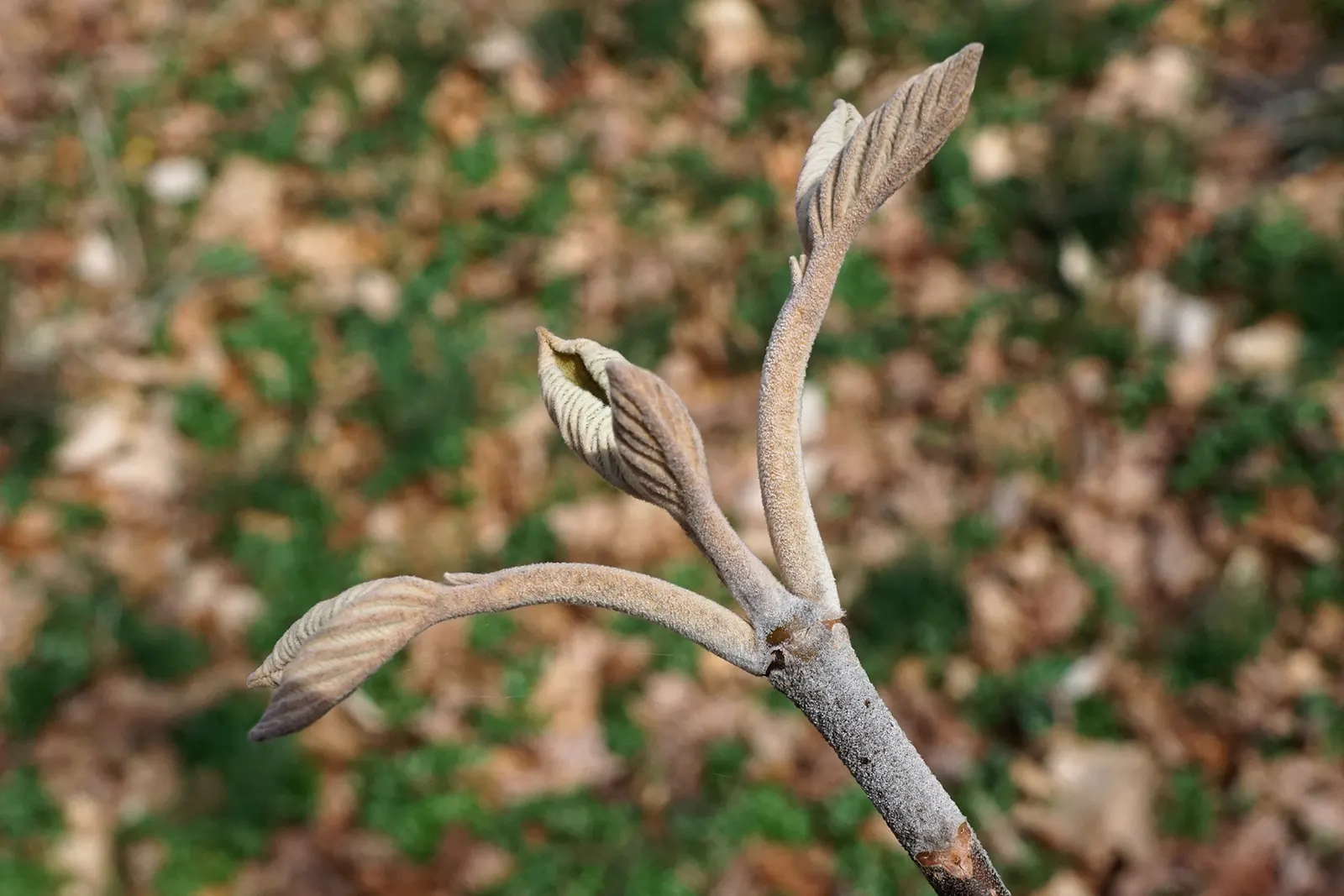 Mooseberry (Viburnum Edule) — This versatile shrub also serves well for border plantings