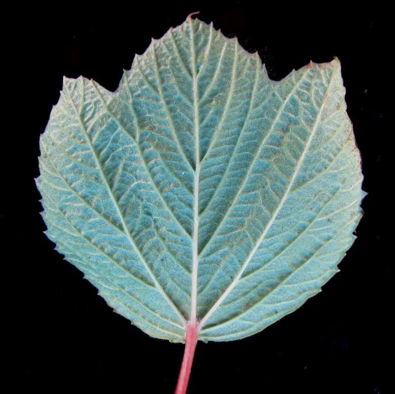 Mooseberry (Viburnum Edule) — This versatile shrub also serves well for border plantings; the plant produces clusters of small white flowers that are a feast