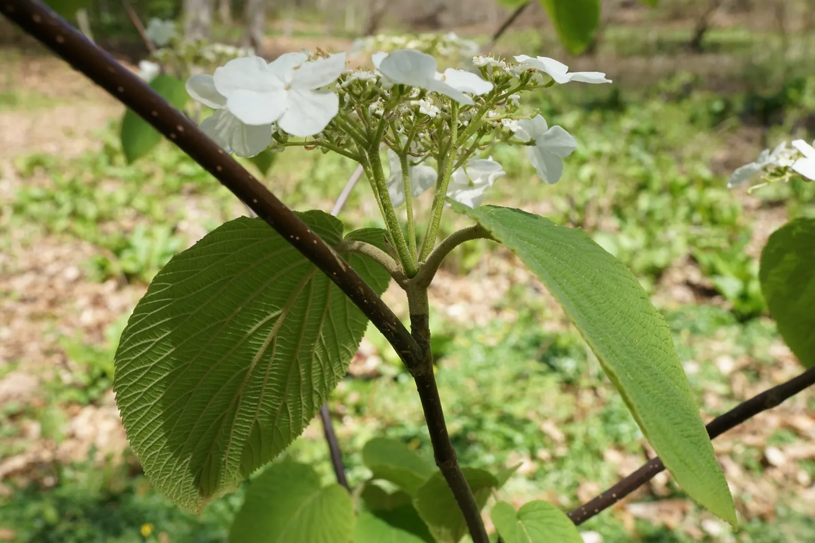 Mooseberry (Viburnum Edule) — which transitions from a rich green in the summertime to a striking reddish-purple come fall; this versatile shrub also serves